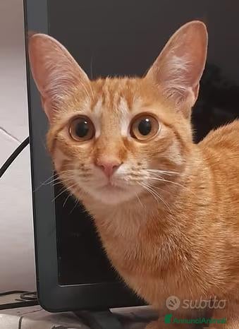 Meticcio gatti Gattina bellissima in Regalo  - Annuncio 22