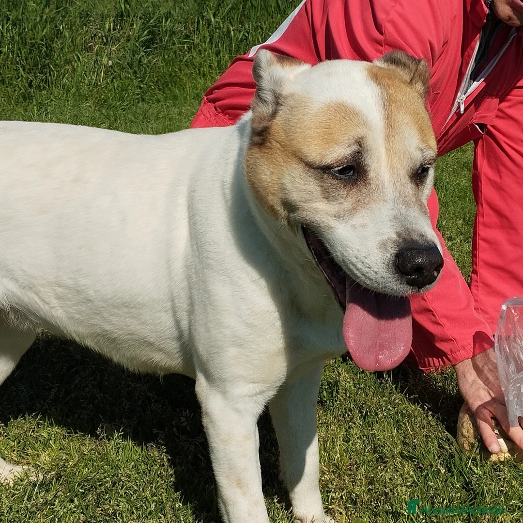 Meticcio cani in regalo: VIOLETTA: Dolcezza timida in cerca di riscatto - Annuncio 2