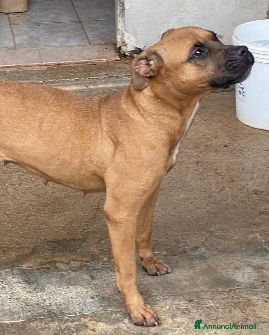 Boxer cani in regalo: ARTEMIS coccolona 4 anni derivato boxer cerca casa a Provincia di Latina - Annuncio 3