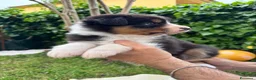 Australian Shepherd cani in vendita: cuccioli pastore australiano - Annuncio 3