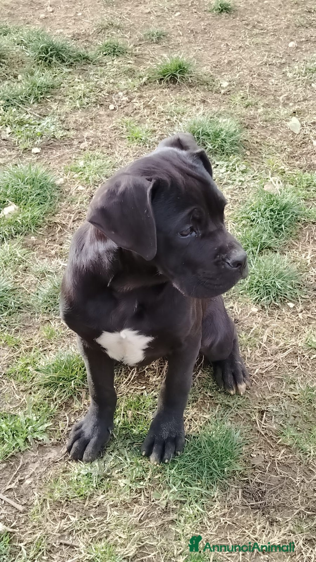Cane Corso cani in vendita: Cucciole di Cane Corso Pedigree - Annuncio 3