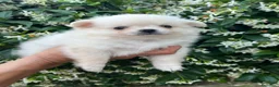 Chihuahua cani in vendita: Chihuahua femmina  - Annuncio 3