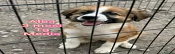 Meticcio cani in regalo: SALVA UN CUCCIOLO!!! a Provincia di Reggio Emilia - Annuncio 5
