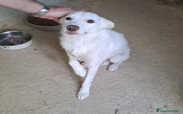 Meticcio cani in regalo: SOS SOS SOS DOLCISSIMO PLUTO a Provincia di Rimini - Annuncio 7