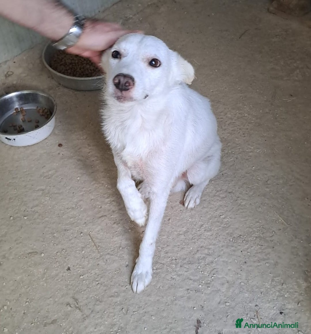 Meticcio cani in regalo: SOS SOS SOS DOLCISSIMO PLUTO a Provincia di Rimini - Annuncio 7