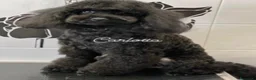 Barboncino cani in vendita: Barboncino nano nero a Provincia di Salerno - Annuncio 3