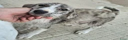 Meticcio cani in regalo: Silver 2 mesi taglia media  - Annuncio 3