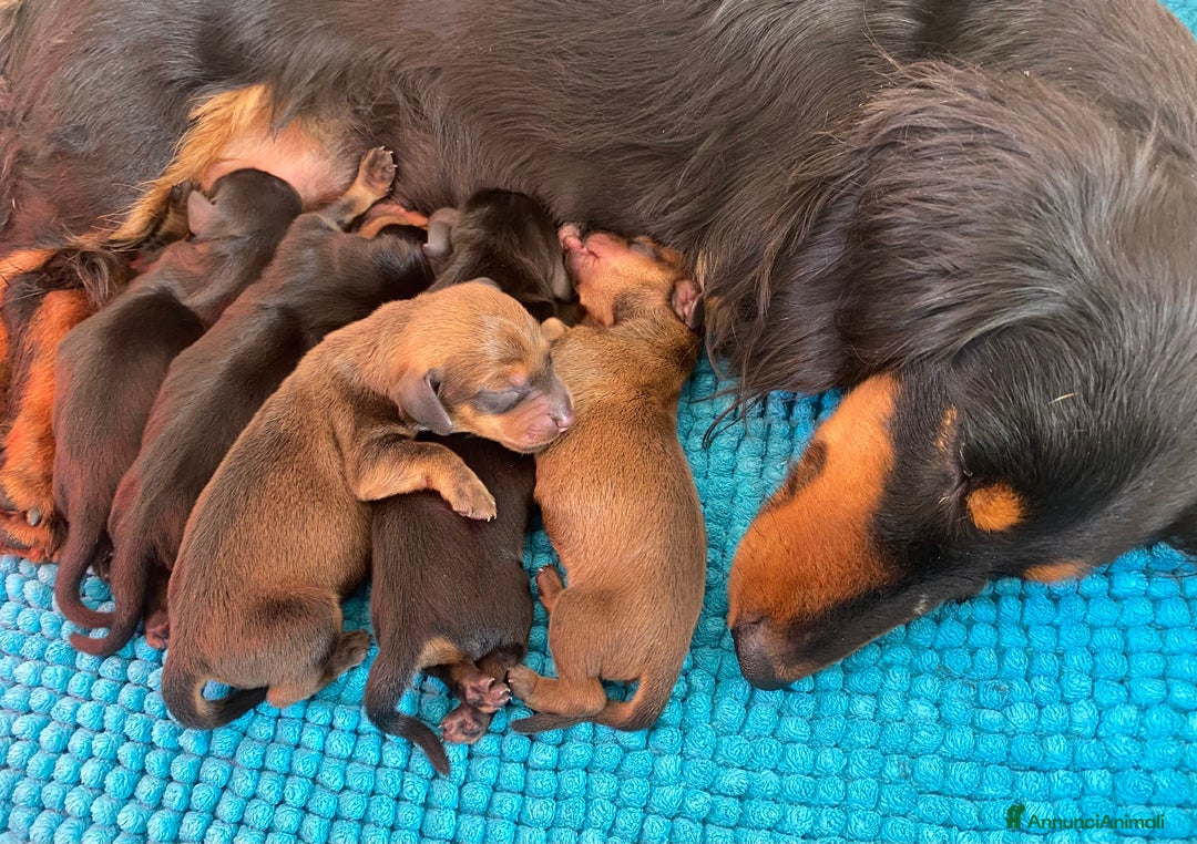 Bassotto cani in vendita: Bassotto tedesco - Annuncio 3