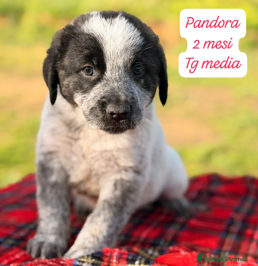 Meticcio cani in regalo: Cuccioli urgentemente cercano adozione  - Annuncio 3