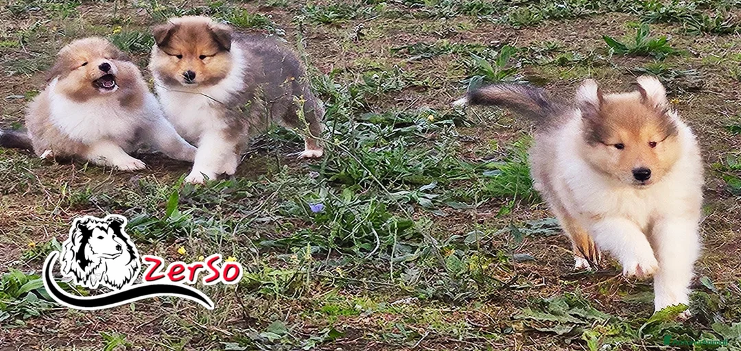 Immagine della galleria {{count}}