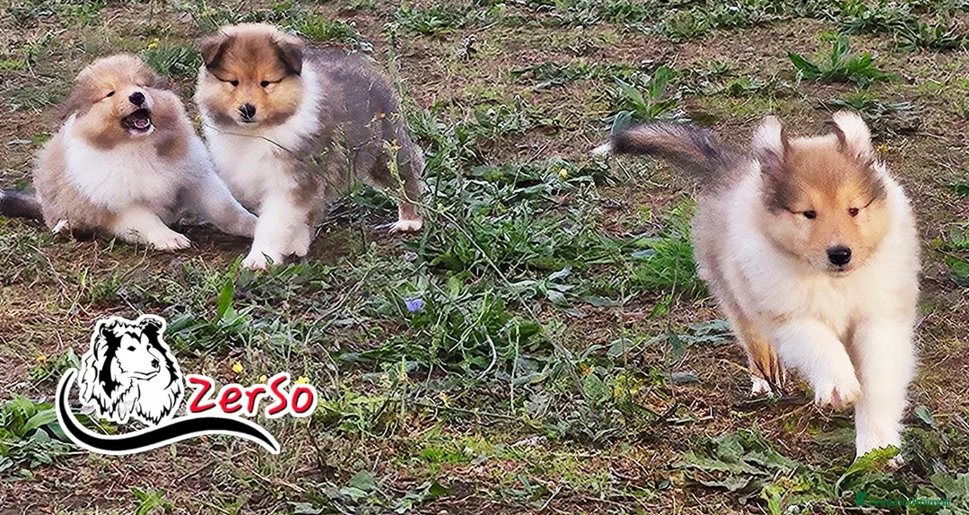 Immagine della galleria {{count}}