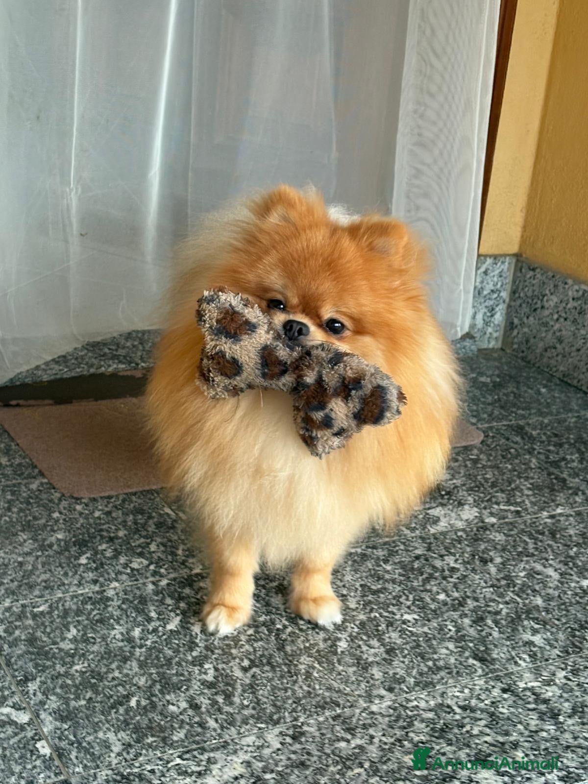 Spitz cani Spitz nano per accoppiamento  - Annuncio 2