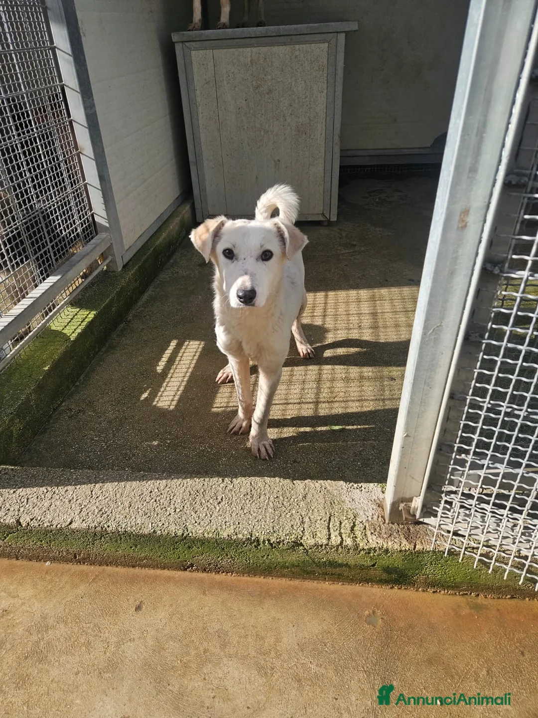 Meticcio cani in regalo: Oipe: docile e socievole. Taglia contenuta  - Annuncio 2