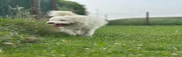 Meticcio cani in regalo: BUTTATO VIA DALLA SUA FAMIGLIA  a Città Metropolitana di Bologna - Annuncio 7