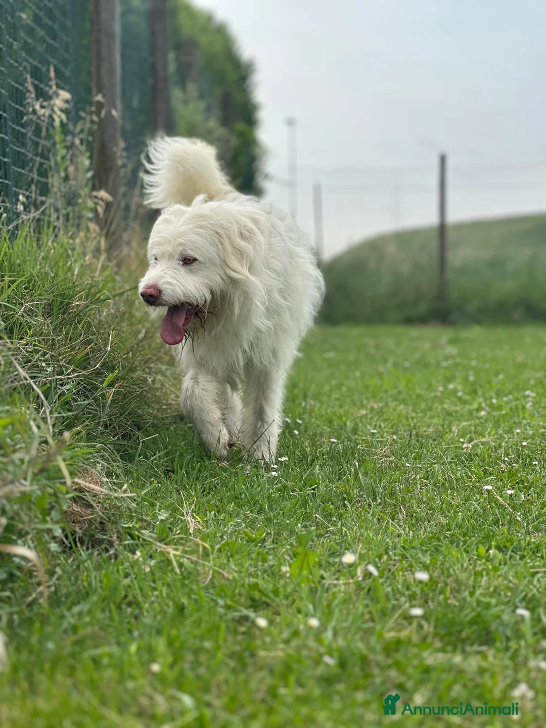 Meticcio cani in regalo: BUTTATO VIA DALLA SUA FAMIGLIA  a Città Metropolitana di Bologna - Annuncio 7