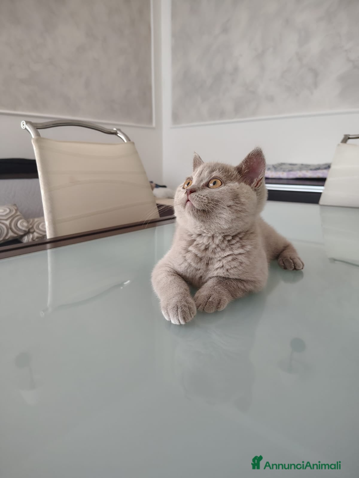 British gatti Splendida cucciola British Shorthair - Annuncio 1