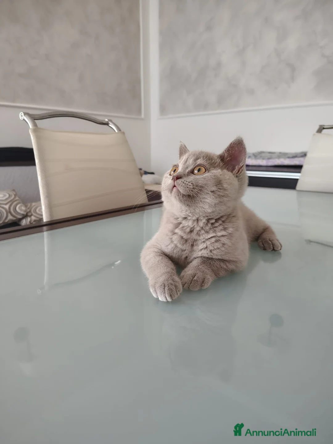British gatti in vendita: Splendida cucciola British Shorthair - Annuncio 1