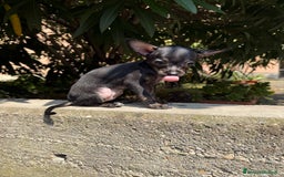 Chihuahua cani in vendita: 🐾 Chihuahua Toy Femmina in Vendita  a Città metropolitana di Milano - Immagine 3