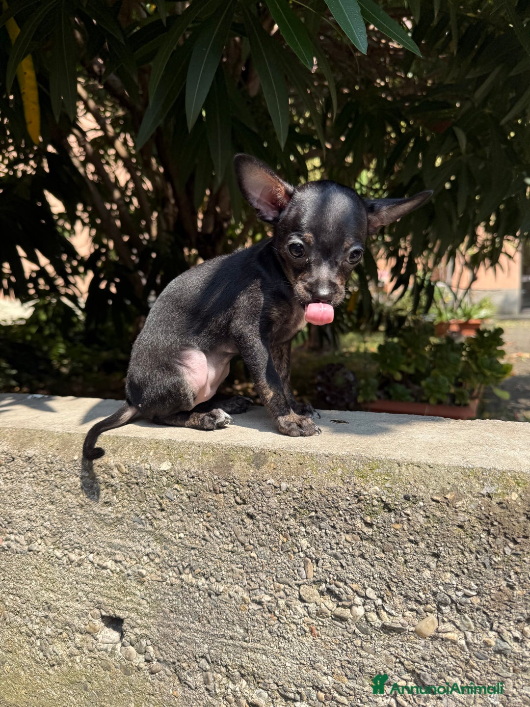 Chihuahua cani in vendita: 🐾 Chihuahua Toy Femmina in Vendita  a Città metropolitana di Milano - Immagine 3
