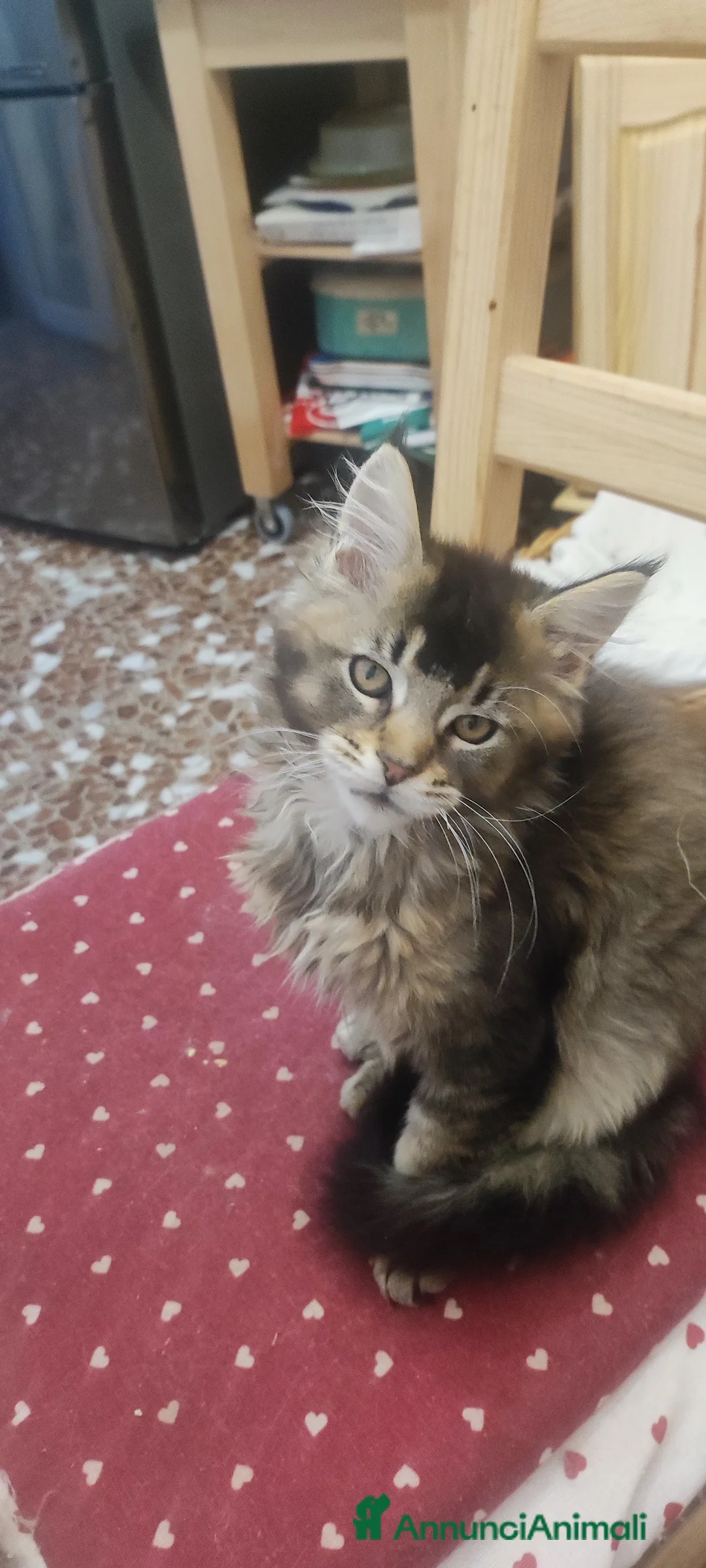 Maine Coon gatti in vendita: Maine coon a Città metropolitana di Roma Capitale - Annuncio 1