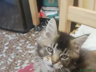 Maine Coon gatti Maine coon - Annuncio 10