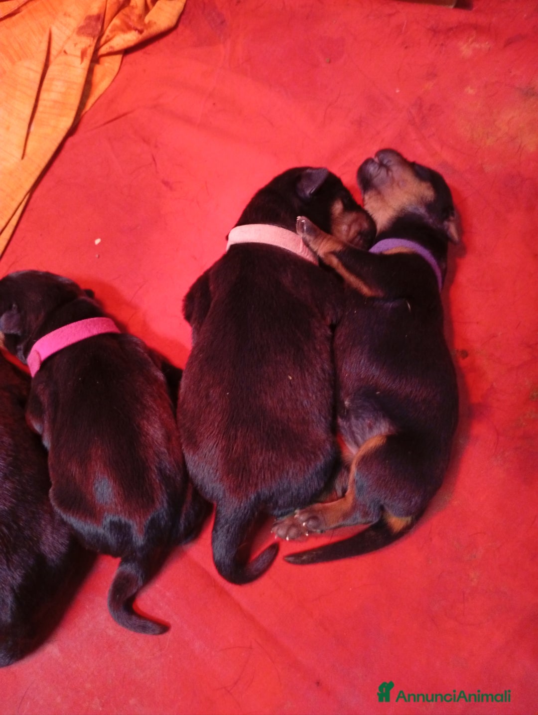 Rottweiler cani in vendita: Cuccioli Rottweiler  - Annuncio 1