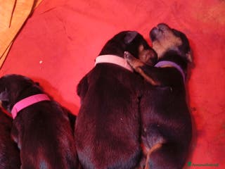 Rottweiler cani Cuccioli Rottweiler - Annuncio 2