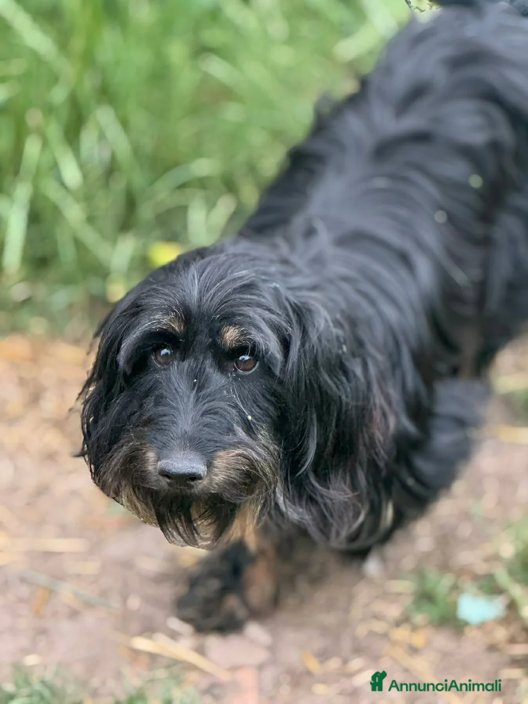 Meticcio cani in regalo: AFRA, baffona simpaticissima! TG PICCOLA! - Annuncio 2