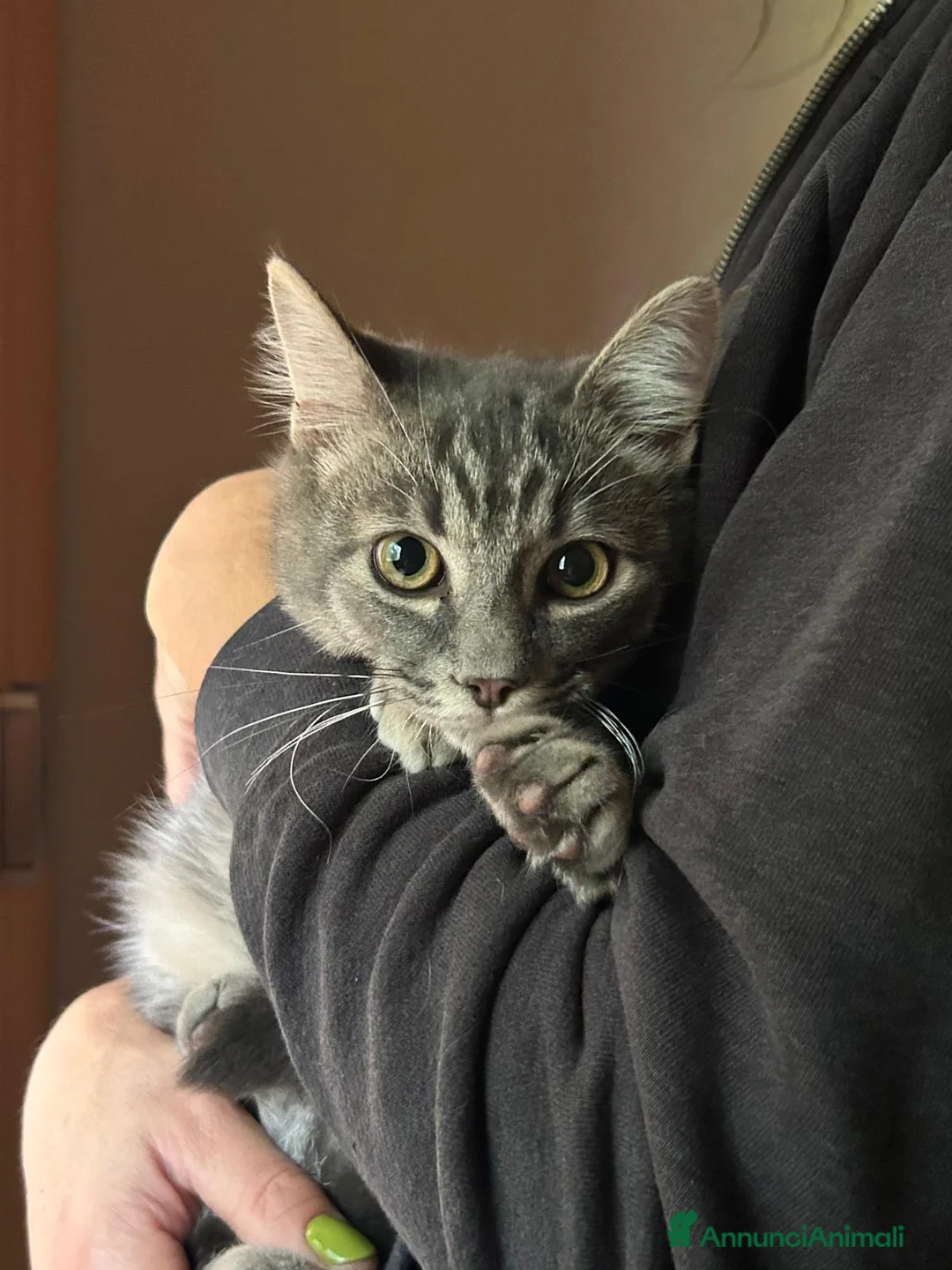 Europeo gatti in regalo: MISTRAL CERCA CASA ❤️ - Annuncio 7