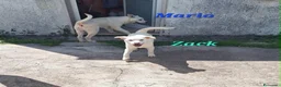 Meticcio cani in regalo: Zac in adozione - Annuncio 5