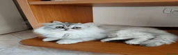 Persiano gatti in vendita: Cucciola persiana Chinchilla  - Annuncio 5