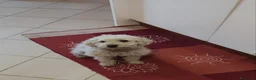Barboncino cani per accoppiamento: Barboncina cerca fidanzato - Annuncio 3