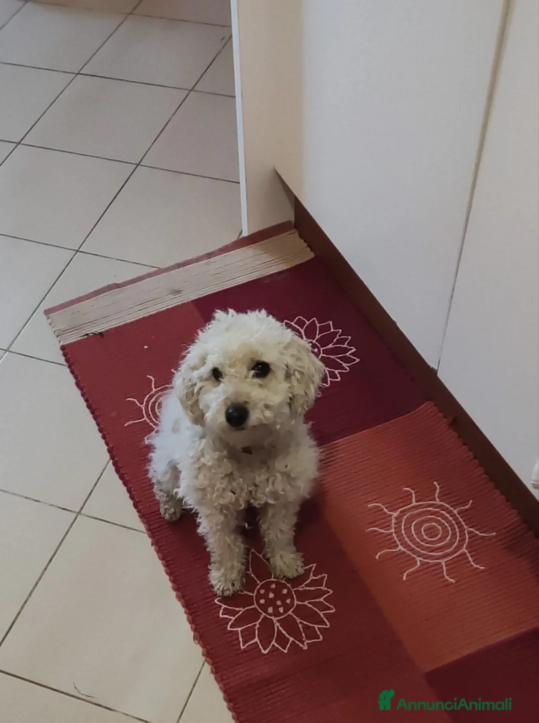Barboncino cani per accoppiamento: Barboncina cerca fidanzato - Annuncio 3