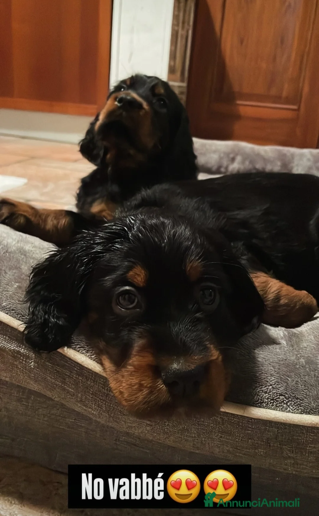 Setter Gordon cani in vendita: Setter Gordon  - Annuncio 8