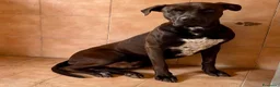 Meticcio cani in regalo: NIGEL BELLISSIMO PIT - Annuncio 5