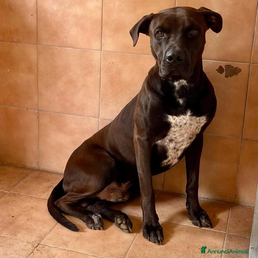 Meticcio cani in regalo: NIGEL BELLISSIMO PIT - Annuncio 5