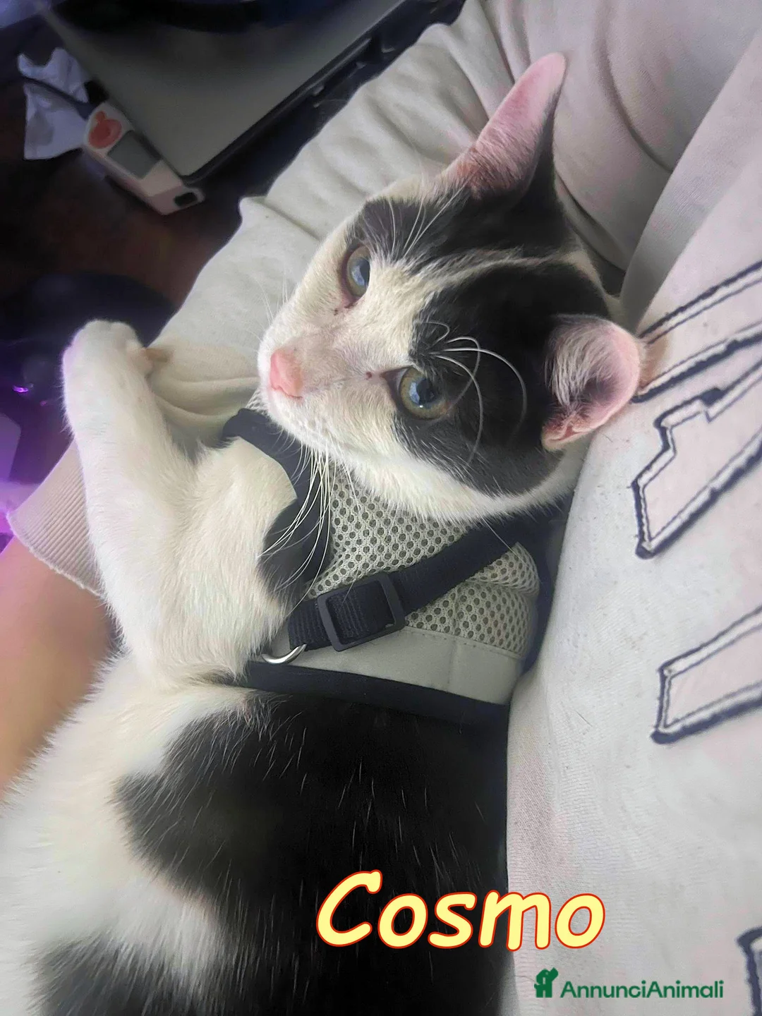 Europeo gatti in regalo: Cosmo, il micetto più #dolce del mondo❤️ - Annuncio 1