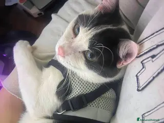 Europeo gatti Cosmo, il micetto più #dolce del mondo❤️ - Annuncio 19