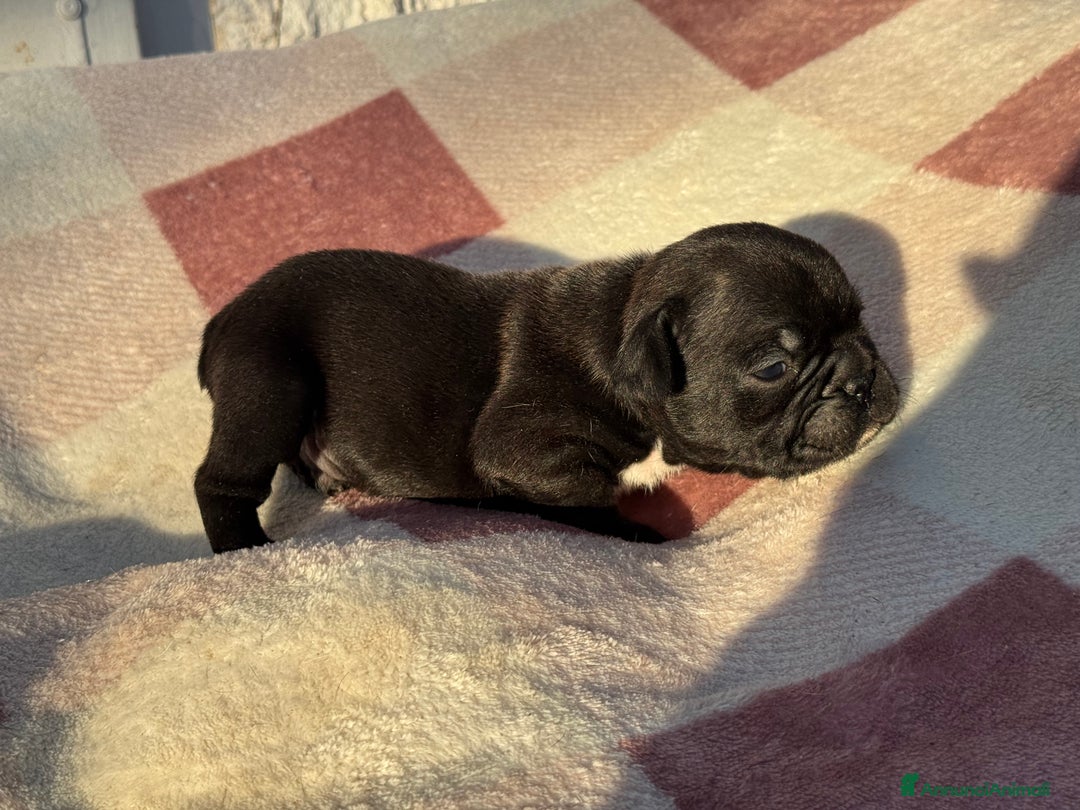 Bulldog Francese cani in vendita: Bulldog francese cuccioli - Annuncio 4