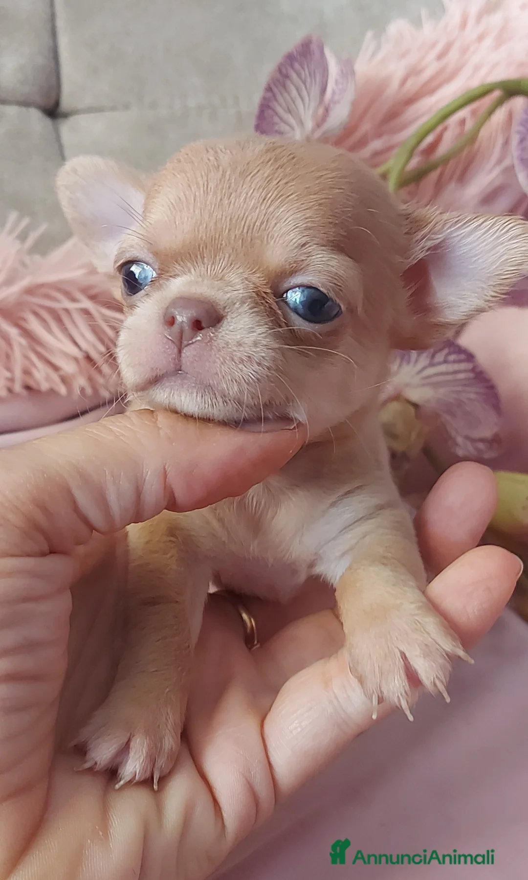 Immagine della galleria {{count}}