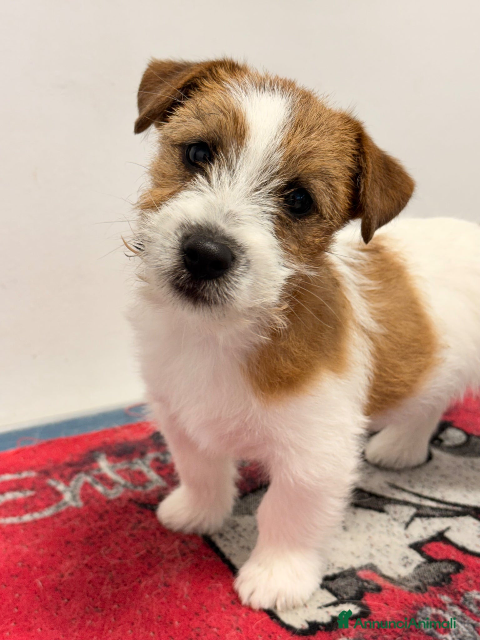 Jack Russell cani Maschio pelo ruvido - Annuncio 36