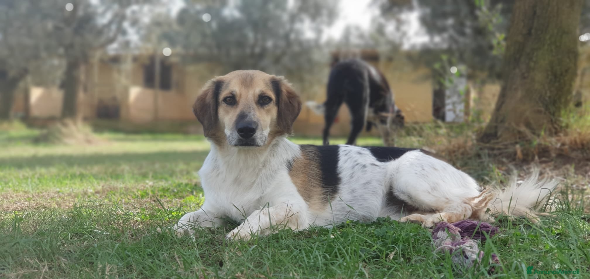 Meticcio cani RAOUL la bonta a quattro zampette a Pomezia - Annuncio 12