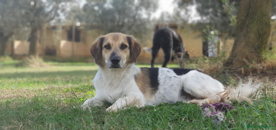 Meticcio cani in regalo: RAOUL la bonta a quattro zampette a Pomezia - Annuncio 1