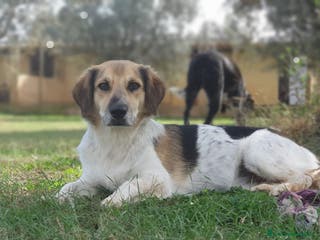 Meticcio cani RAOUL la bonta a quattro zampette a Pomezia - Annuncio 28