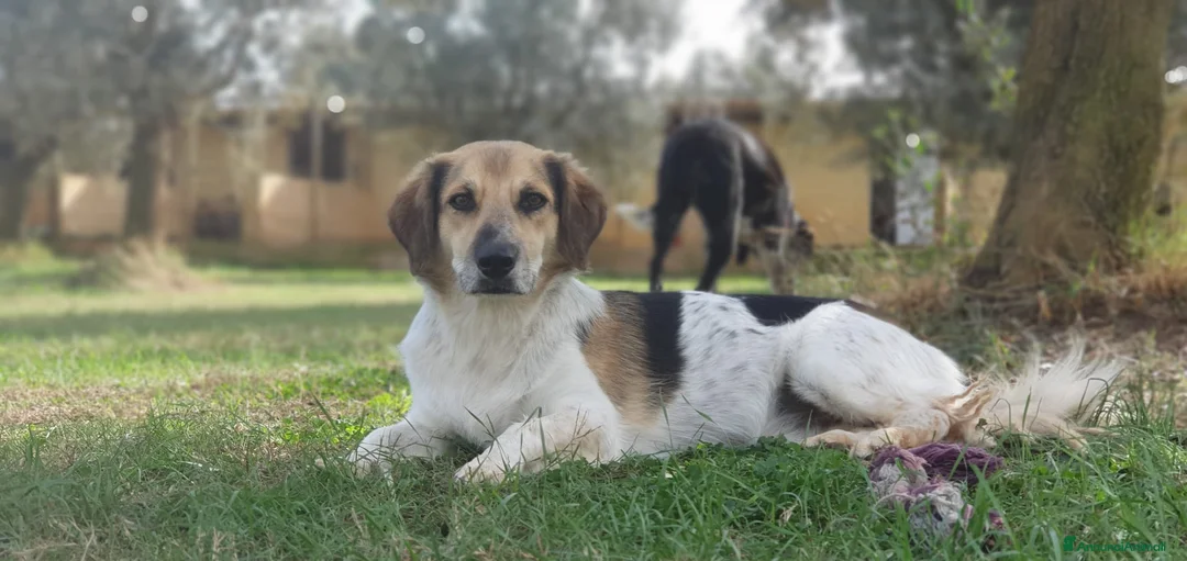Meticcio cani in regalo: RAOUL la bonta a quattro zampette a Pomezia - Annuncio 1