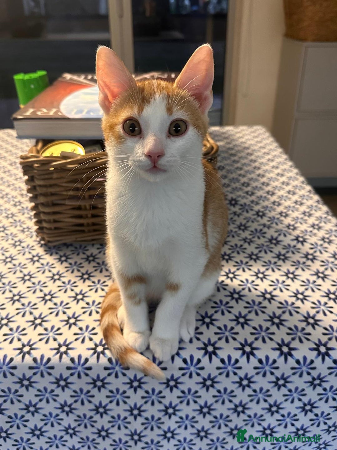 Europeo gatti in regalo: Gattino bianco e rosso - Annuncio 4