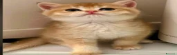 British gatti in vendita: Magnifici cuccioli di british shorthair golden - Annuncio 2