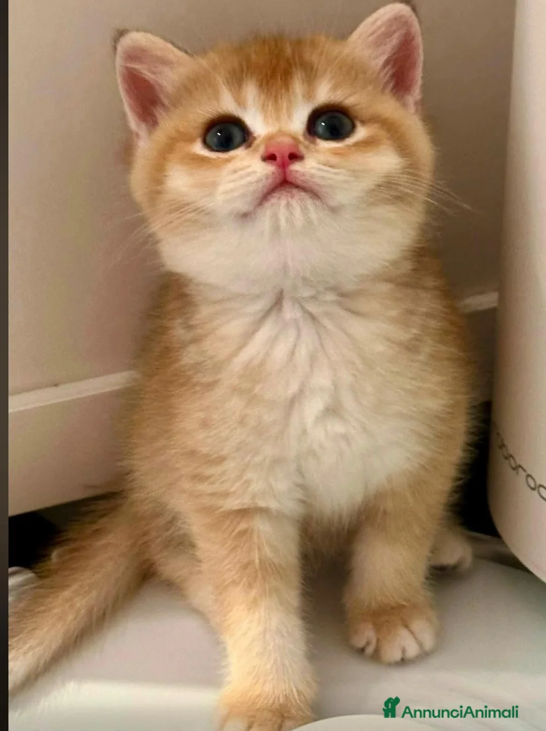 British gatti in vendita: Magnifici cuccioli di british shorthair golden - Annuncio 2