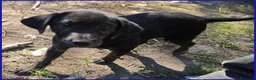 Meticcio cani in regalo: TIZZO, DOLCE CUCCIOLO 4 MESI SOPRAVVISSUTO AL FUOC - Annuncio 6
