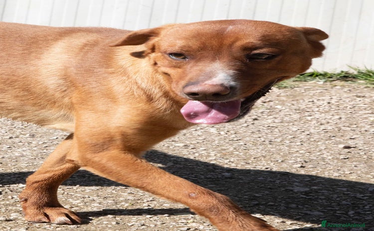 Meticcio cani a Città metropolitana di Milano - Annuncio 19